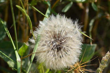 Diente de león en verano
