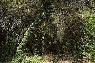 Bosque y sus árboles