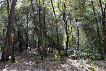 Fototapeta premium Bosque y sus árboles