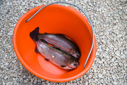 Rainbow Trout in Bucket