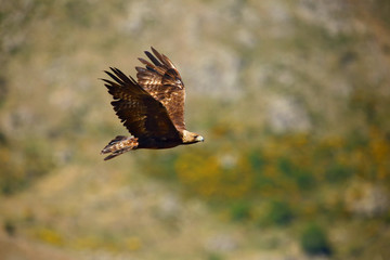 The golden eagle (Aquila chrysaetos) flying over the rock. Male golden eagle flying in the Spanish mountains.