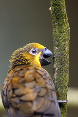 The brown lory (Chalcopsitta duivenbodei), also called Duyvenbode's lory, portrait.