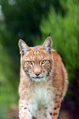 The Eurasian lynx (Lynx lynx), portrait. Eurasian lynx portrait. lynx portrait insite the greenery.