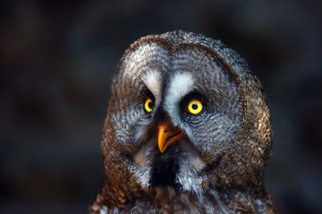The great grey owl or great gray owl (Strix nebulosa), portrait with dark background. Portrait of the big owl.