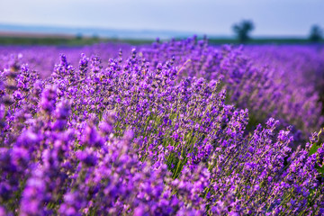 Beautiful lavender fields on a sunny day. Moldova.