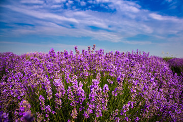 Naklejka premium Beautiful lavender fields on a sunny day. Moldova.