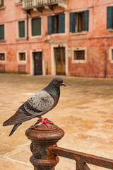 pigean sitting in Venice, Italy