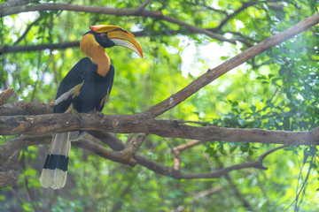 Hornbills, bird on the tree