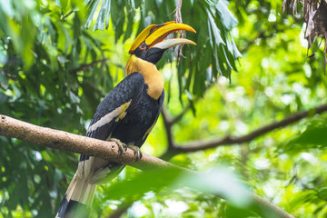 Hornbills, bird on the tree © Naypong Studio