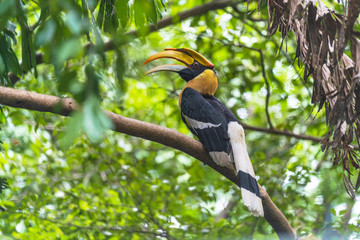 Hornbills, bird on the tree