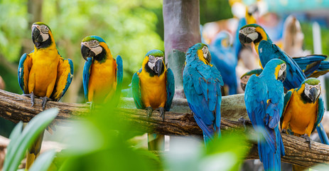 Group of colorful macaw on tree branches