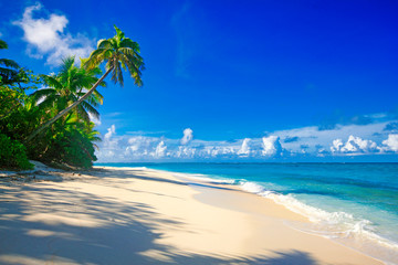 Tropical Island with a paradise beach and palm trees