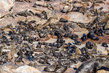 One of the largest colonies of Cape Fur Seals in the world, Cape Cross, Skeleton Coast, Namibia