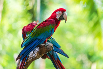 Group of colorful macaw on tree branches