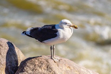 Black-backed gull, Cape Cross, Skeleton Coast, Namibia