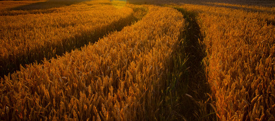 The filed of oat on the countryside near Domazlice. It is situated in Czech republic in Europe. There is beautiful sunset