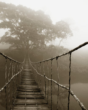 Fog surrounding trees and footbridge