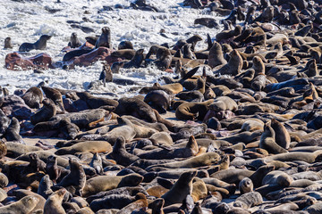 One of the largest colonies of Cape Fur Seals in the world, Cape Cross, Skeleton Coast, Namibia