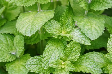 Fresh Mint Isolated in a Garden
