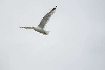 Herring Gull in flight  wings up 
