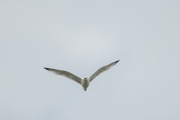 Head on shot of Herring Gull