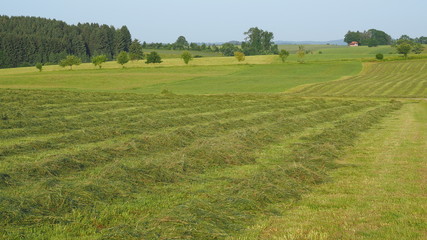 Green fields with grass and hay cut ready to be harvested. Hills in southern Germany not far from the Alps