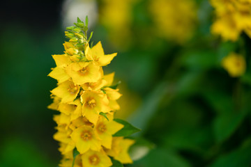 a sprig of yellow bright small flowers