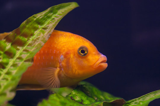 Kenyi cichlid Maylandia lombardoi aquarium fish