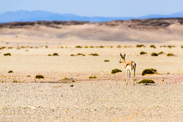 Springbok on the African savannah through severe heat haze shimmer, Namibia.