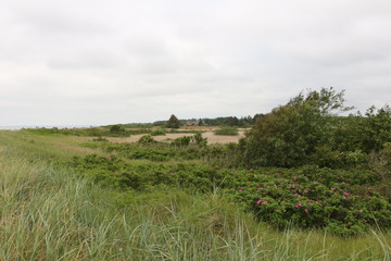 Küstenlandschaft auf der Nordseeinsel Föhr