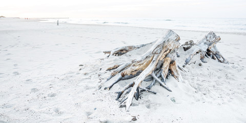 Driftwood on a beach in Ustka, Baltic Sea, Poland