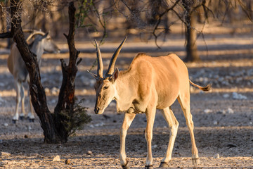 Common eland, the second largest of all antelopes, reaching around 1.6m at the shoulder.