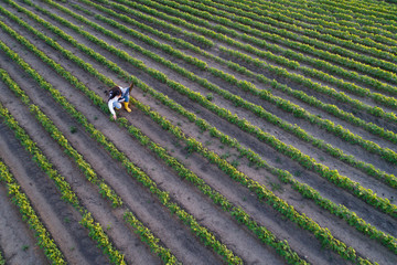 Top view of agronomist checking plant growth in field