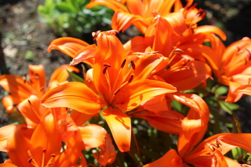 orange lily in the garden