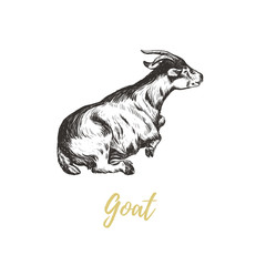 Goat hand drawing. Goat skech. Goat vector