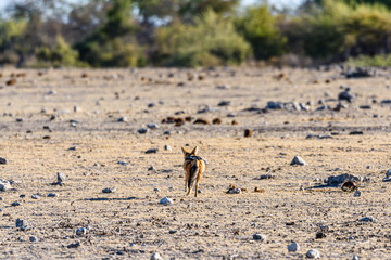 A lone black-backed jackal walks across an empty ground. Etosha National Park, Namibia