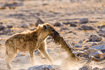 A spotted hyena drags the spine and skull of a large male kudu after an early morning kill.  Etosha National Park, Namibia