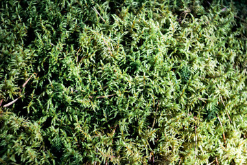 Creative layout made of green moss. Flat lay. Nature background and wallpaper