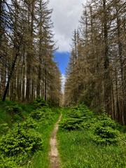 Fototapeta premium Der Harz (Niedersachsen, Sachsen-Anhalt)