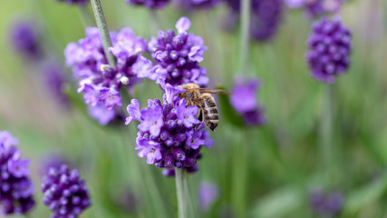 Bedrohte Wildbienen