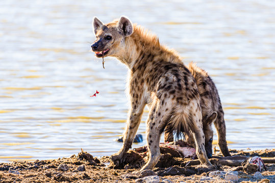 A spotted hyena eats from the carcas of a large male kudu after an early morning kill.  Etosha National Park, Namibia