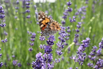 Schmetterling im Lavendel