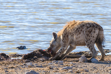 Black backed jackals harass and attempt to confuse a spotted hyena, allowing them to steal part of...