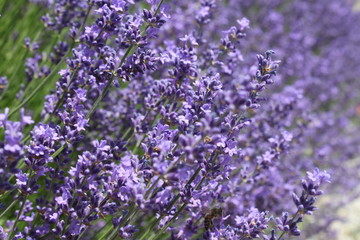Obraz premium Lavendel