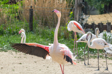 Pink flamingo. Graceful bird. Sitting flamingos at the zoo. Spread wings. Strong beak. Wild nature. The subject of ornithology.