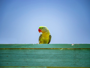 Green parrot sitting on a wooden sign. Behind him is the blue sky. It is a tropical paradise with summer weather