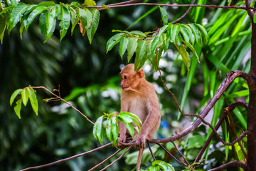 Assam macaque,Monkey sitting on a tree,Lonely monkey without friends,Sad monkey,Nature...