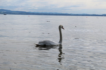 swan on lake Konstanz 