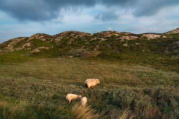 Sheep and lambs grazing on dunes on Sylt island