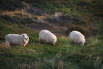 Three sheep in a  row grazing on pasture